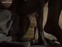 [ Zoo XXX Movie ] A Dog bonks a woman and gives the raunchy Joy